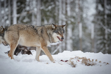 Fototapeta na wymiar Snarling wolf at moose carcass