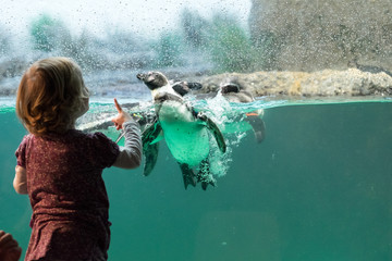 Naklejka premium Kind vor Pinguinaquarium