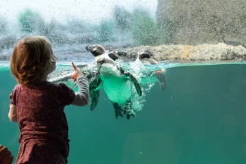 Fotobehang Kind vor Pinguinaquarium © Simon Ebel
