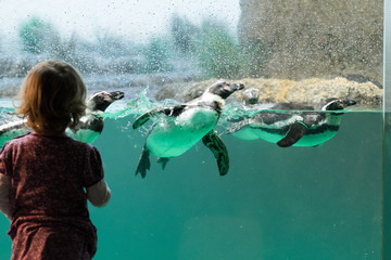 Kind vor Pinguinaquarium - obrazy, fototapety, plakaty