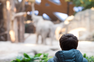 Frau beobachtet Elefant im Zoo