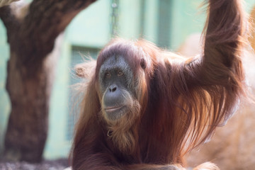 Orangutan