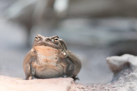 Frosch