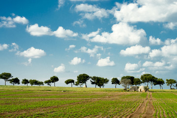 Trulli on agricultural Apulian coast