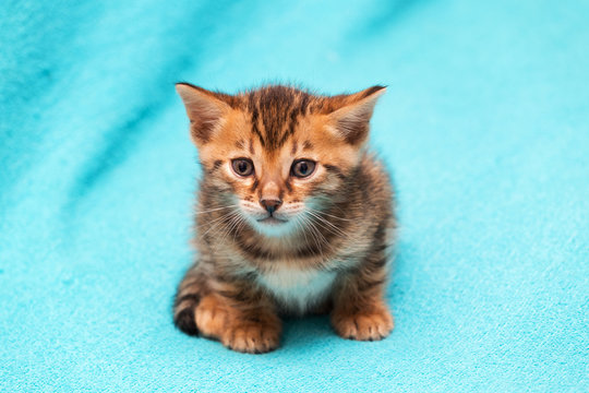 cat Bengal Kitten.