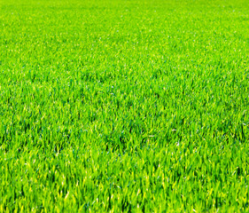 Grass background