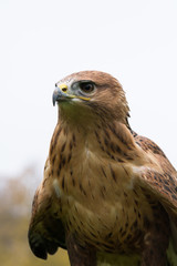 Gheppio