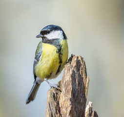 Fototapeta premium Great tit