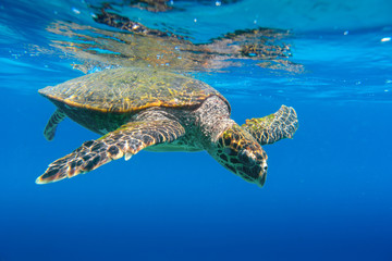 Obraz premium Sea Turtle swimming in Seychelles