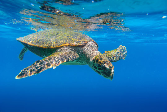 Sea Turtle swimming in Seychelles