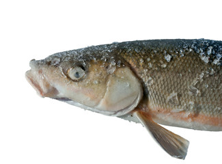 Fish (Leuciscus brandti) 8