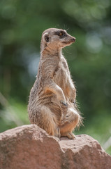 Playful and curious suricates in a small open resort closeup