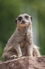 Playful and curious suricates in a small open resort closeup