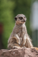 Playful and curious suricates in a small open resort closeup