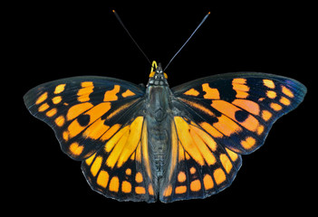 Butterfly (Sephisa dichroa) 28