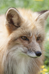 young red fox