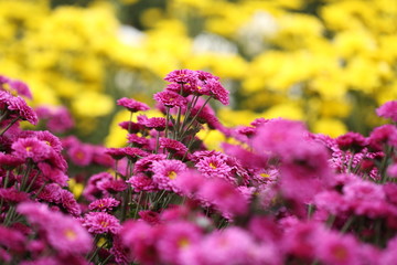 beautiful Chrysanthemum flower blooming