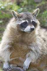 sitting raccoon