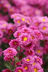 beautiful Chrysanthemum flower blooming