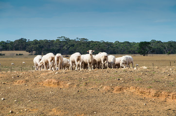 Naklejka na ściany i meble Sheep on an Australian farm