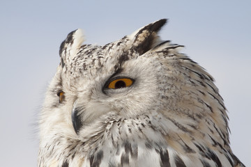 great horned owl