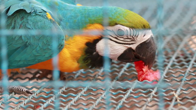 marcaw bird eating fruit