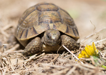 Tortue terrestre, testudo greaca