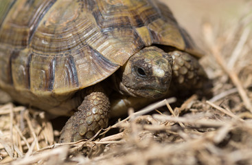 Tortue terrestre, testudo greaca
