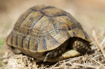 Tortue cachée