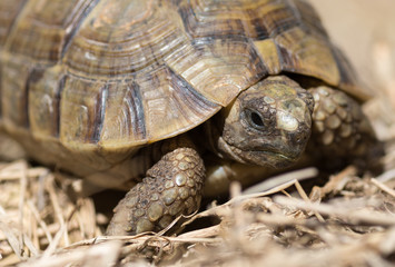Tortue terrestre, testudo greaca
