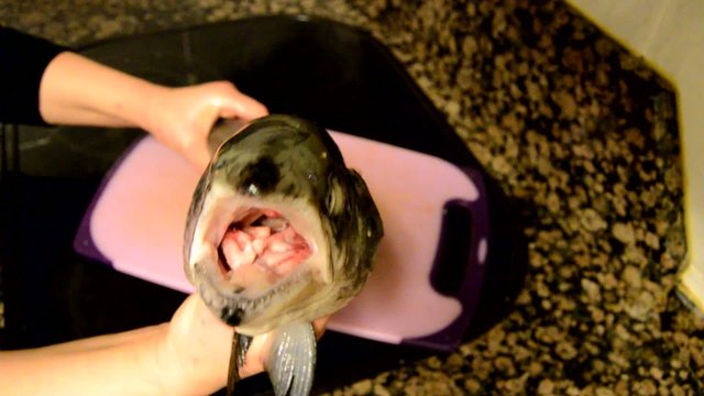 Mouth Of A Salmon