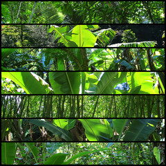 Collage von Blättern im Regenwald