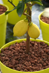 Close up Two Lemon Fruits Hanging on a Tree