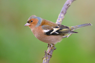 Robin