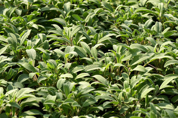 Plantation of young sagebrush seedlings