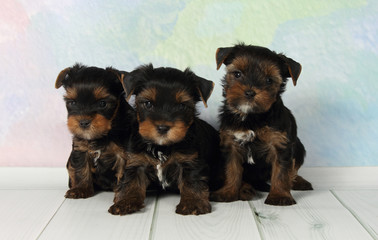 Three puppies Yorkshire terrier