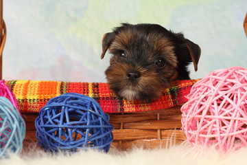 Yorkshire terrier puppy