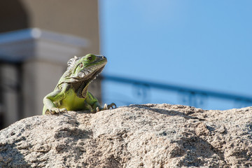 Green Lizard sunning on a rock.