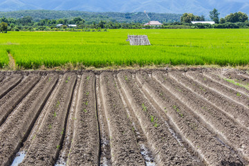 Fototapeta na wymiar rice field with mountain in Thailand, Asia