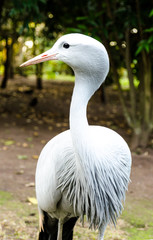 Blue Crane at Birds of Eden in Plettenberg Bay