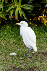 Snowy egret at Birds of Eden in Plettenberg Bay