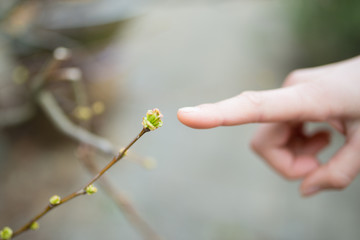 新芽を指差す手