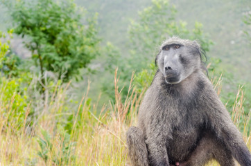 Obraz premium Wild baboons