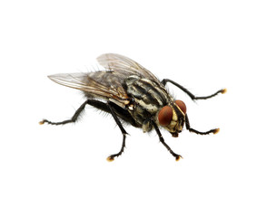 fly on a white
