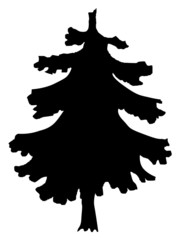 silhouette of spruce