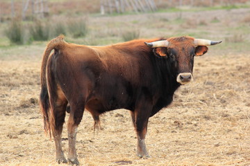 Taureau