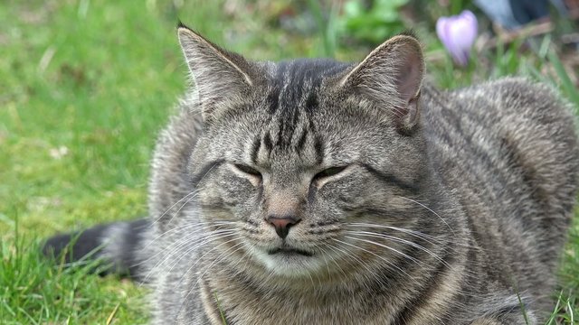 Getigerte Katze liegt auf der Wiese