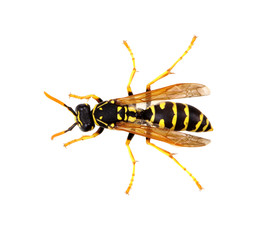 wasp