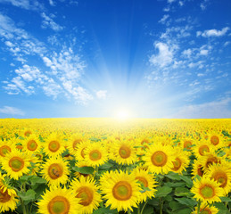field of sunflowers © Alekss