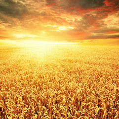 Naklejka premium Field of wheat